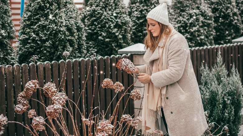 woman inspecting hydrangeas in winter