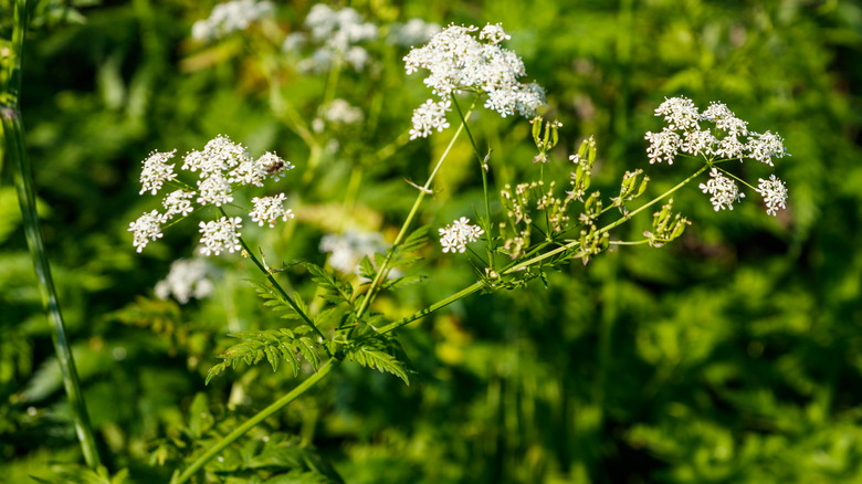 Poison Hemlock with white flowers