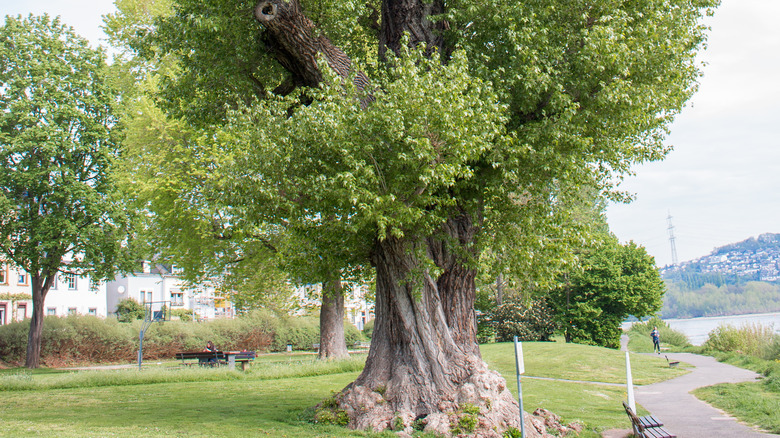 Poplar tree in park by water