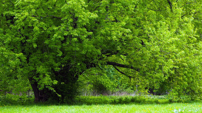 Large silver maple tree