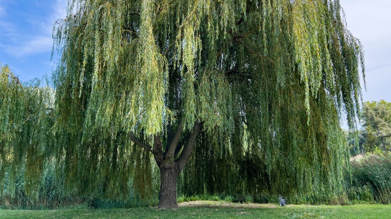 Weeping willow tree