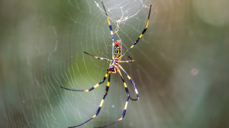 Spider in the web