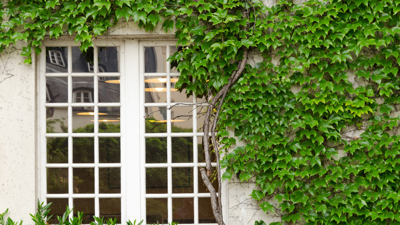 Ivy on house wall