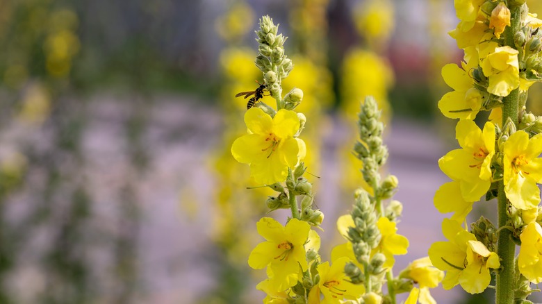 Wasp on common mullein