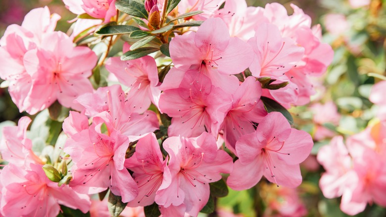 blooming pink azalea flowers