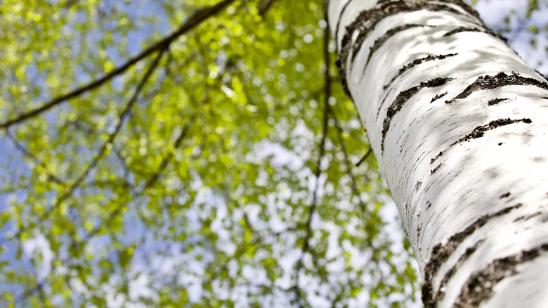 white birch tree trunk