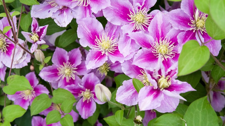 pink clematis flowers blooming