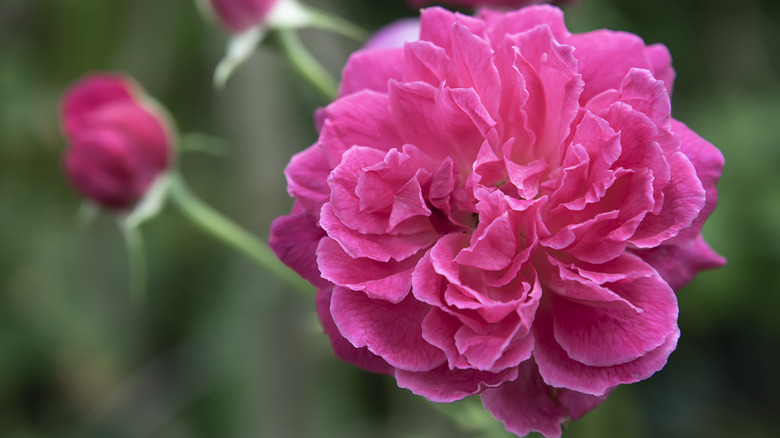 dark pink blooming damask rose