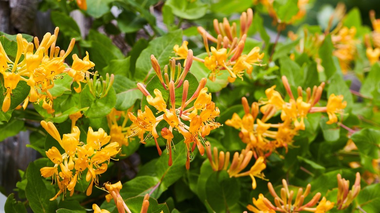 blooming yellow honeysuckle bush