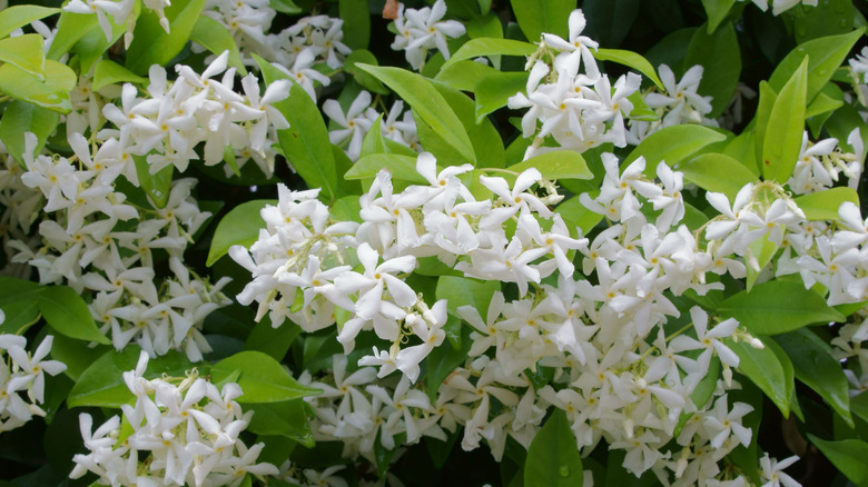 flowering jasmine shrub