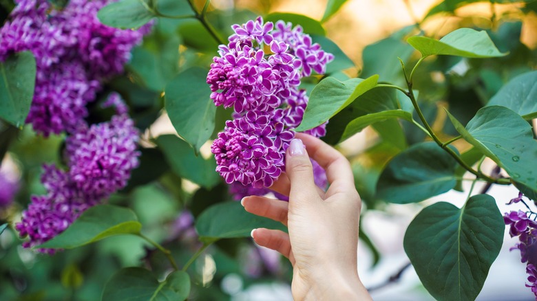 hand touching purple lilac bloom