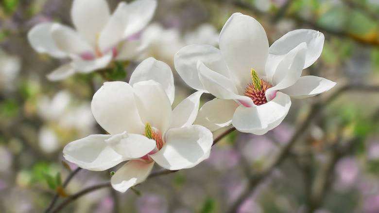 white magnolia flowers on tree