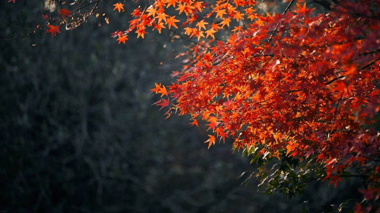 red maple tree leaves