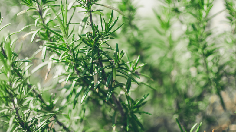 rosemary plant close up