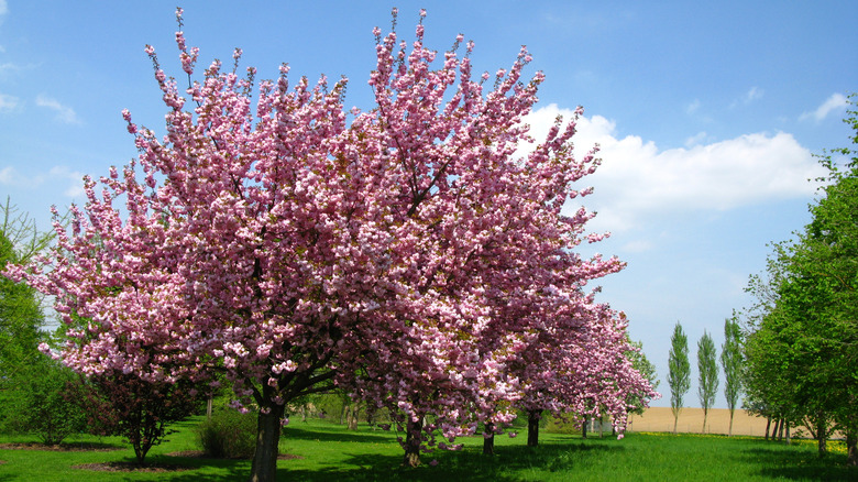 blooming pink cherry tree