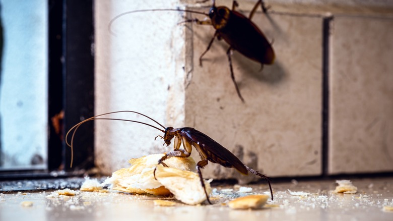 Cockroaches eating food scraps