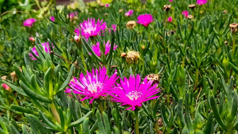 Delosperma cooperi in bloom