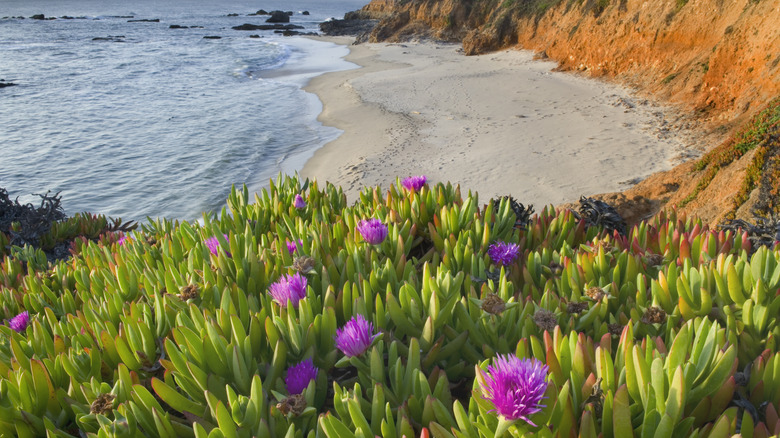 Carpobrutus edulis covering sand dune