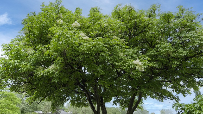 Ash trees in field