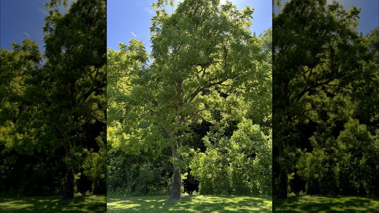 Black walnut tree