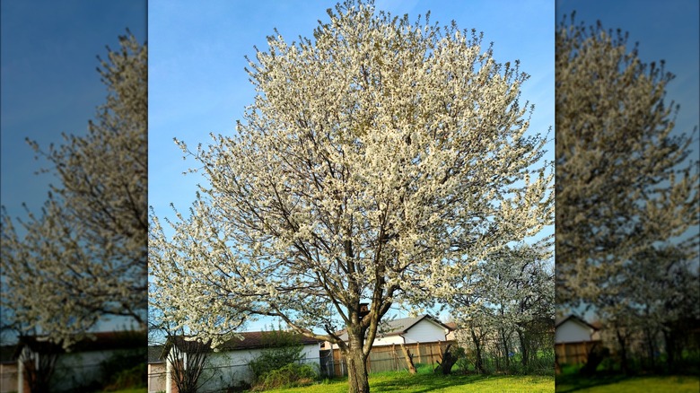 Callery pear tree in bloom