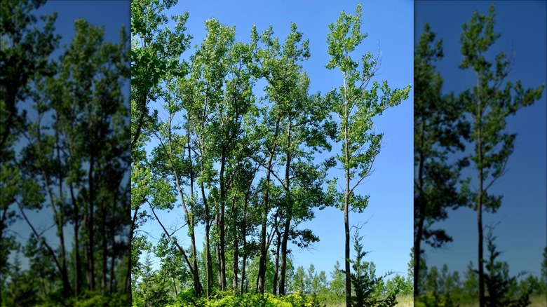 Eastern cottonwood trees