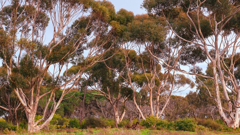 Eucalyptus trees