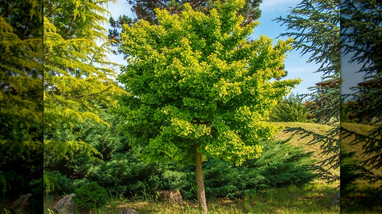 Ginkgo biloba tree