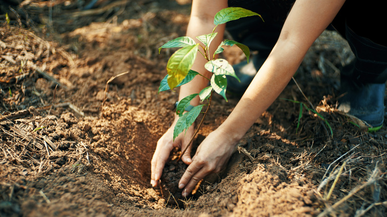 Planting tree