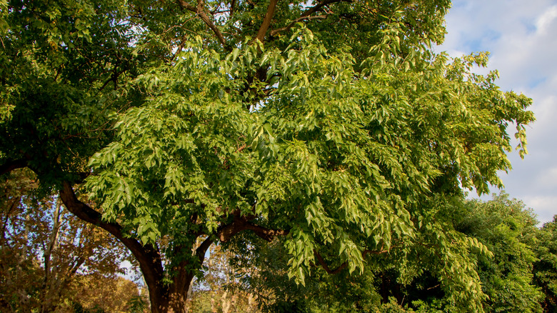 Osage-orange tree