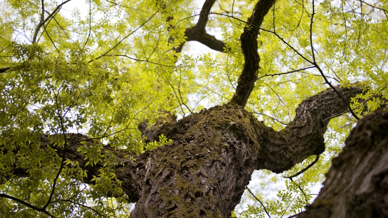 Siberian elm