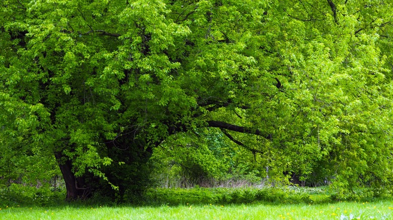 Silver maple tree