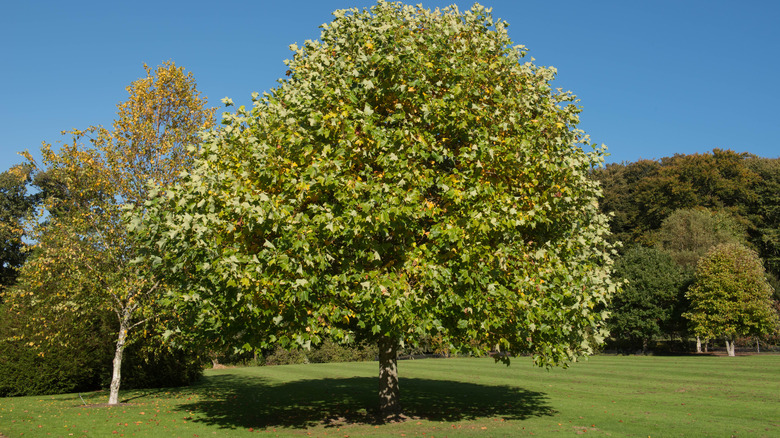 Tulip poplar tree