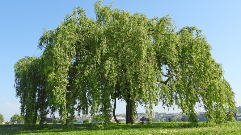 Weeping willow tree