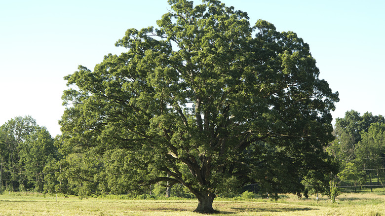 White oak tree