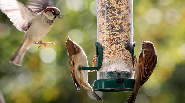 Birds visit a feeder on a sunny day