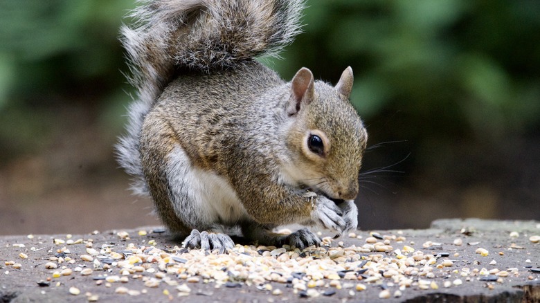 A squirrel eats bird seed on the ground