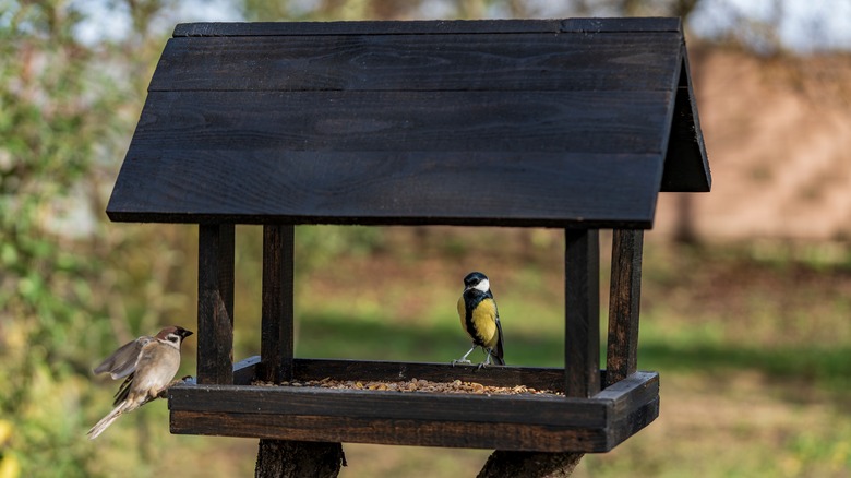 Birds at bird feeder