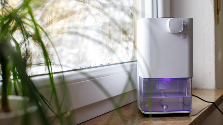 A dehumidifier sitting by a rainy window with plants in the foreground