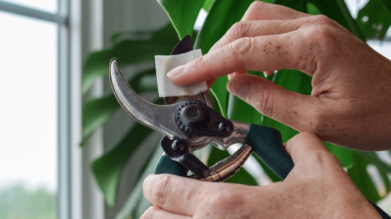 woman sanitizing gardening shears