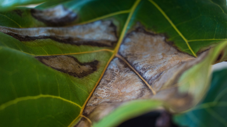 fiddle leaf fig leaf brown spot close-up