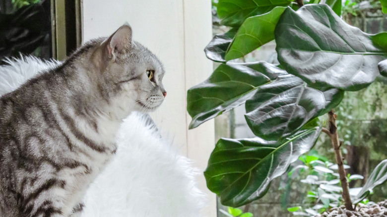 house cat beside houseplant