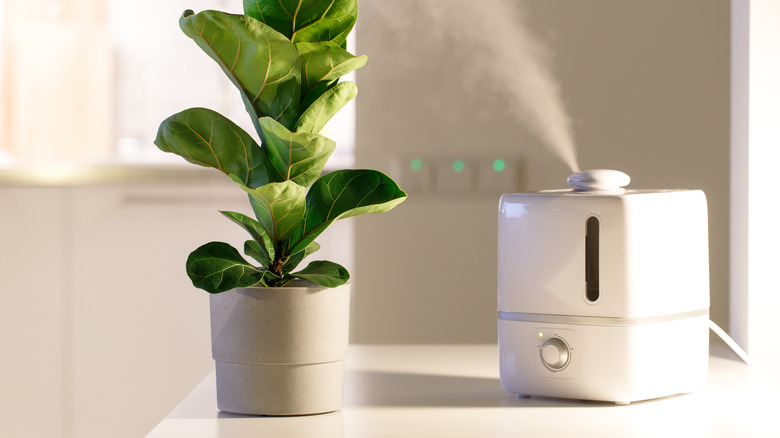 humidifier beside ficus lyrata