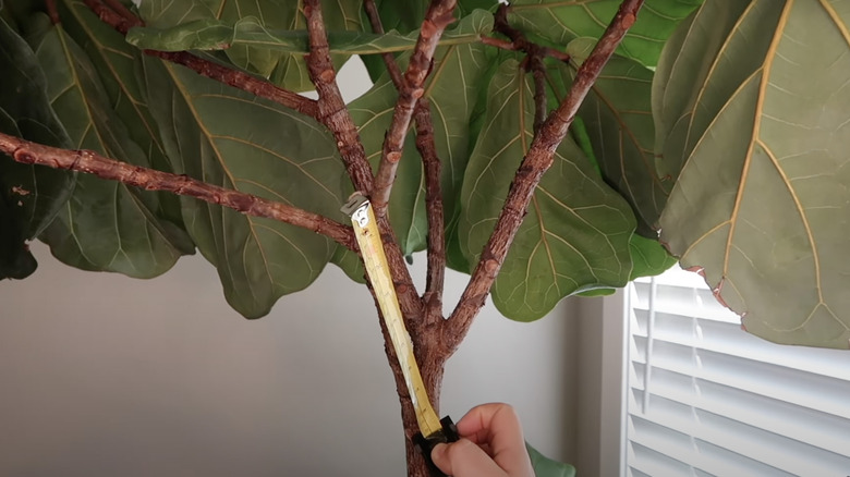 measuring ficus lyrata with tape measurer