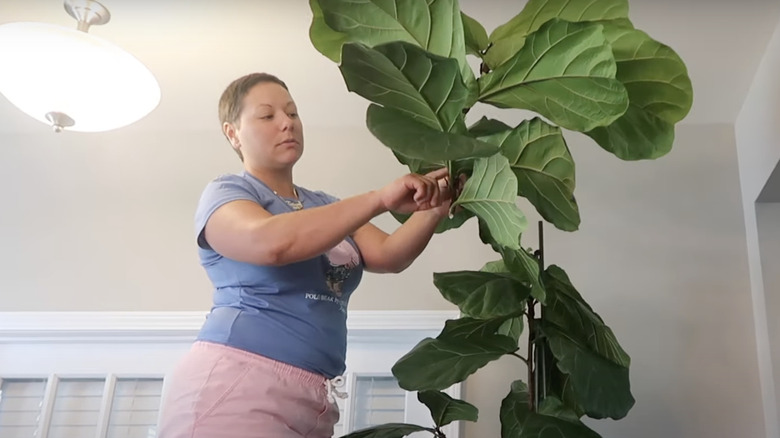 young woman pruning fig