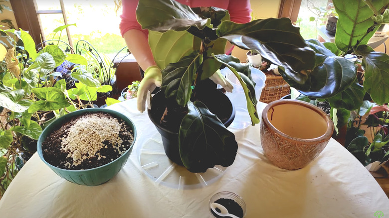 woman transplanting banjo fig