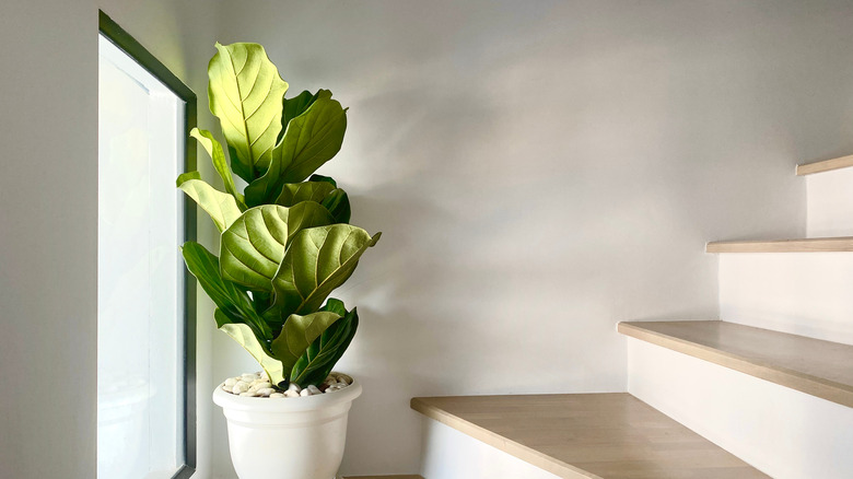 fiddle leaf fig by window stairs