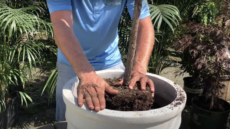 man repotting mature fig