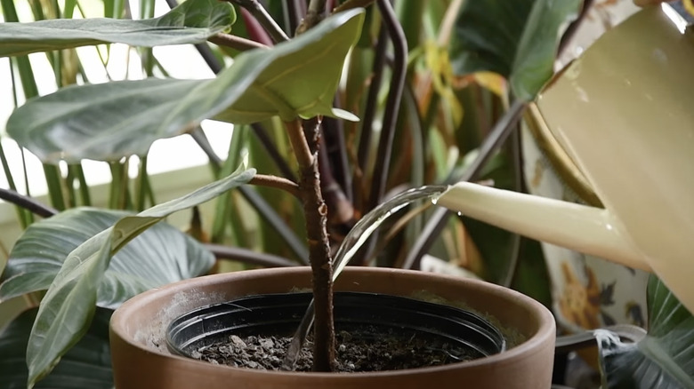 watering young fiddle leafg