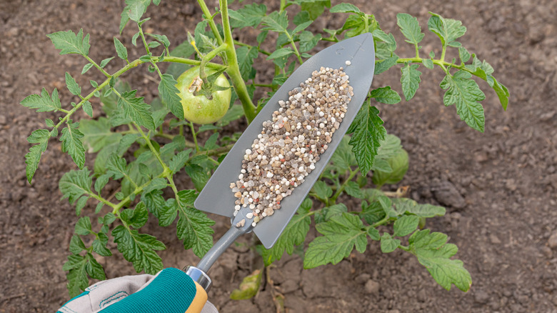 Gardener spreading fertilizer granules around a tomato plant.